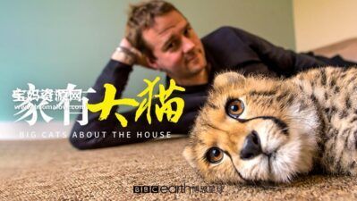 《家有大猫 Big Cats About the House》[全3集][英语中字][1080P][MP4]