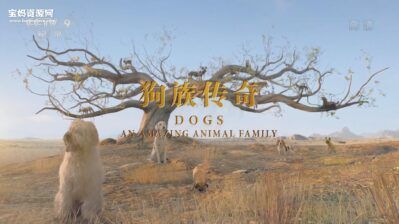 《狗族传奇 Dogs: An Amazing Animal Family》[全3集][国语中字][1080P][MP4]