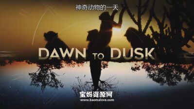 《神奇动物的一天  Dawn to dusk》[全8集][英语中英字][720P][MP4]