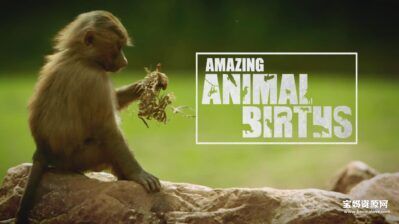 《动物出生的奇妙之旅 Amazing Animal Births》[全6集][英语中英字][1080P][MP4]