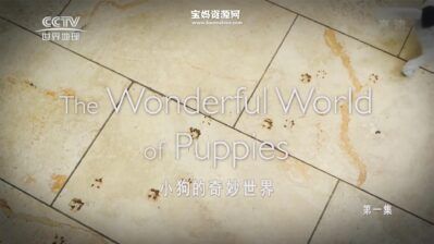 《小狗的奇妙世界 The Wonderful World of Puppies》[全12集][英语中字][1080P][MP4]