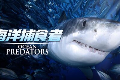 《海洋捕食者 Ocean Predators》[全4集][英语中英字][1080P][MP4]