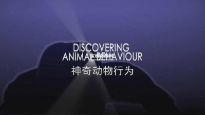 《神奇动物行为 Animal Behaviour》[全3集][英语中英字][1080P][MP4]