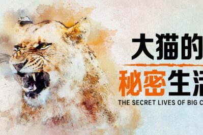 《大猫的秘密生活 The Secret Lives Of Big Cats》[全7集][英语中英字][1080P][MP4]