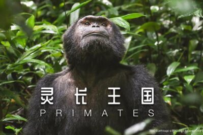 《灵长王国 Primates》[全3集][国语中字][1080P][MP4]