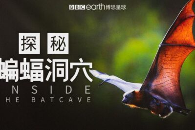 《探秘蝙蝠洞穴 Inside the Bat Cave》 [全2集][英语中字][1080P][MP4]