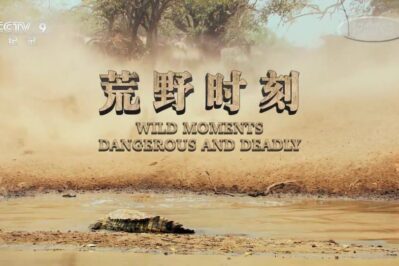 《荒野时刻 Wild Moments Dangerous And Deadly》[全3集][国语中字][1080P][MP4]