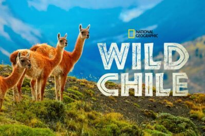 《狂野智利 Wild Chile》第一季 [全3集][英语][1080P][MKV]