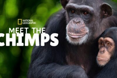 《和黑猩猩见面 Meet the Chimps》第一季 [全6集][英语][1080P][MKV]