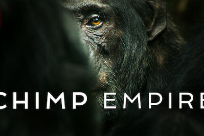 《黑猩猩帝国 Chimp Empire》第一季 [全4集][英语][1080P][MKV]