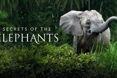 《大象的秘密 Secrets of the Elephants》第一季 [全4集][英语][1080P][MKV]