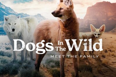 《野犬家族 Dogs in the Wild: Meet the Family》 第一季 [全3集][英语中英字][1080P][MP4]