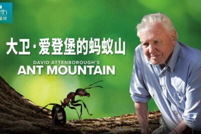 《大卫·爱登堡的蚂蚁山 David Attenborough's Ant Mountain》 [英语中字][2160P][MP4]